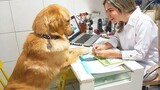 When your dog has a deep conversation with the vet 🐶 Funniest Dog Reaction