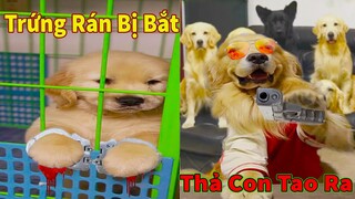 Thú Cưng TV | Trứng Vàng và Trứng Bạc #4 | Chó Golden Gâu Đần thông minh vui nhộn | Pets smart dog