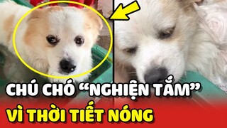 Chú chó Đốm trở nên "NGHIỆN TẮM" vì thời tiết quá nóng 😂 | Yêu Lu