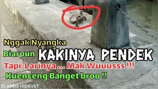 Busyeeet!! kakinya pendek tapi kenceng banget larinya broo || pemancing gemblung ngos ngosan