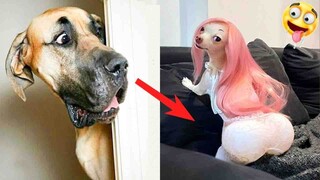 Laugh A Lot At These Funny Dogs Reactions| Pets Town