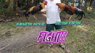 NAVAJERO MCRAE VS BOSTON RAPTOR STAG SPAR!!                JRP BACKYARD