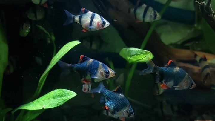 Super Clean Tank AQUASCAPE Low co2, (Low budget tank)