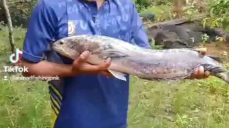 mancing toman monster