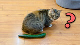 [Animals]What happens when cats meet a cucumber