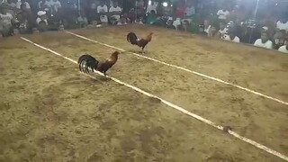 2HITS CHAMPION