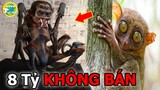9 Loài khỉ Quái Dị Chưa Từng Thấy Khiến Các Đại Gia Bỏ Tiền Tỷ Để Sở Hữu Chúng |Vivu Thế Giới