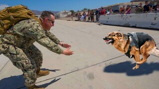 Most Emotional Animals Reunions with Their Owners That Will Melt Your Heart ❤️Best Of Moments