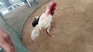 chicken fight