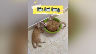 Mn nuôi mèo hay liếm lông thì lưu ý bệnh tắc búi lông nha vitaminmèo cats mèo