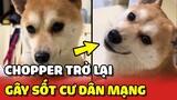 Chú chó Chopper trở lại GÂY SỐT cộng đồng mạng vì QUÁ THÔNG MINH 😍 | Yêu Lu