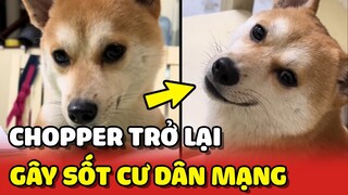 Chú chó Chopper trở lại GÂY SỐT cộng đồng mạng vì QUÁ THÔNG MINH 😍 | Yêu Lu