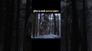 दुनिया का सबसे Dengerous Animal The Tiger Movie Explained in Hindi #whyiwatchthis #shorts