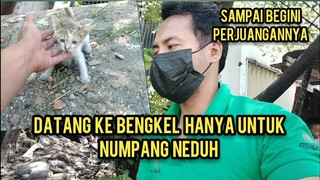 Nasib Anak Kucing Jalanan Sesudah Di Sape Induknya | Numpang Neduh Di Tempat Tukang Tambal Ban