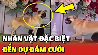 Thanh niên "PHÁ ĐÁM" xuất hiện trong LỄ CƯỚI khiến cả họ RỘN RÀNG 😂 | Yêu Lu