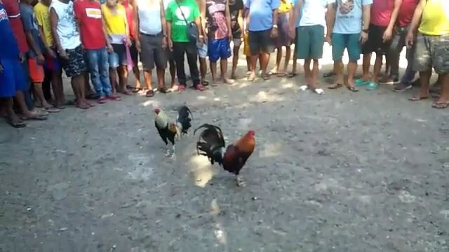 sinampo anim manok ko Kasi maliit, di nila alam may Palo pala🐓🤪