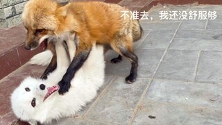 【赤狐】换毛的小狐狸排队等人拔毛！ ！【宠物狐狸】
