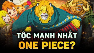 ONE PIECE | TỘC MINK - TÊN LÀ CHỒN NHƯNG CHẲNG CÓ AI LÀ CHỒN?