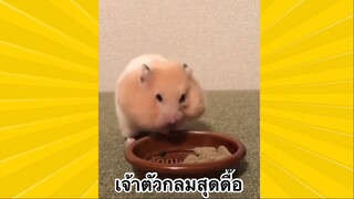 สัตว์เลี้ยงเพื่อนขนปุย : เจ้าตัวกลมสุดดื้อ