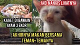Anak Kucing Di Buang Sedih Dan Lapar  Menunggu Di Kasih Makanan Kaget  Saat Di Masakin ayam 3 Ekor.!