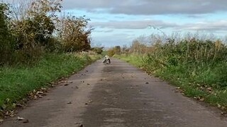 Reply to  what would you do if you saw spider pup? 🕷 funnydog dogsoftiktok kleekai dogboots spookyscaryskeletons