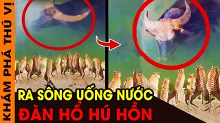 🔥 10 Loài ĐỘNG VẬT To Lớn Bất Thường Từng Được Con Người Phát Hiện Mà Khám Phá Thú Vị Muốn Bạn Biết