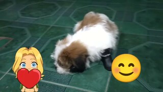 #shih tzu#First time mag shoes ni Tuffy namin,love love yan