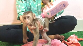 Mom making up and dress for Mino and Coconut monkeys