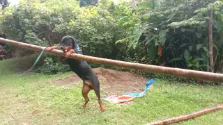 So funny! Rottweiler helps carry a very long bamboo pole!