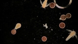 Brine Shrimp Life Cycle TIMELAPSE (No Words)