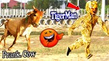 Tiger Man vs Real Cow Prank Very Funny - Must Watch Most Funny Video Prank