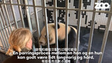 #大熊猫星二×毛笋# 丹麦哥本哈根动物园的大熊猫星二和毛笋接受行为训练