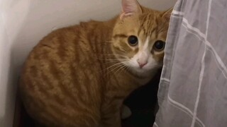 Kucing|Anak Kucing Oranye yang Lucu