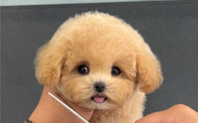 cute little dog