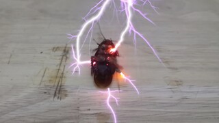 【Animal Circle】Electrocuting cockroaches