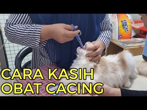 Cara Kasih Obat Cacing Pada Kucing