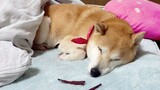 What will happen if you put a piece of meat in front of a sleeping husky? [Husky XiaoChun] 201220