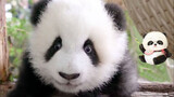 Videos of Panda Cheng Lang