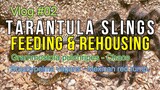 Vlog #02: TARANTULA Slings Feeding and Rehousing