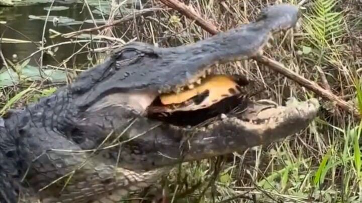 Croc eats turtle 😱