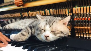 Chú mèo Haburu nằm ngủ bên cạnh piano - Best lullaby for meow