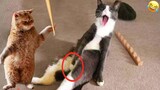 Funny Animal Videos 2023 😂 -  Funny CatsDogs  - Part34 | Foolish Pet