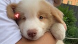 [Collie] Chú chó Border Collie nhỏ chọn giúp khách thật đáng yêu
