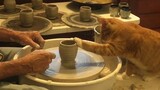 Real cat paw cup - a cup made of cat paws~