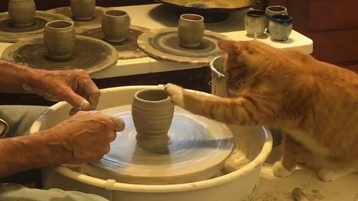 Cốc đựng bàn chân mèo thật - chiếc cốc làm từ bàn chân mèo~