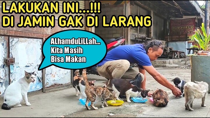 INI YANG WAJIB DI LAKUKAN SETELAH MEMBERI MAKAN KUCING LIAR❗❗❗