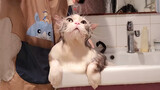 (คลิปแมว) อาบน้ำให้แมวปลอม ไม่สนุกเกินไป ก๊อกน้ำล้างหัวก็ไม่ตอบสนองเลย