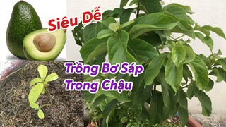 Trồng Bơ Sáp trong chậu đơn giản, Tận dụng hạt bơ sau khi ăn