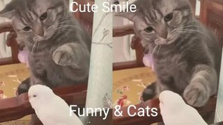 Funny & Cats - รวมน้องแมวน่ารัก 3
