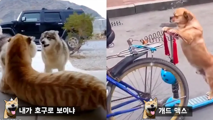 ทำไมมันถึงเป็นเรื่องใหญ่ถ้าคุณเก็บเสือกับสุนัขไว้ด้วยกัน Funny animal meme